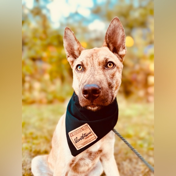 17.75” Levi’s Dog Bandana, Levi Strauss, Levi Jeans, Repurposed Levi Strauss - Picture 3 of 10